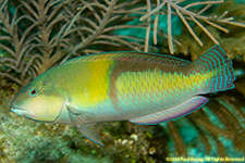 yellowhead wrasse